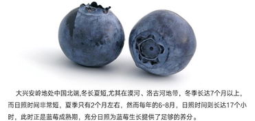 武當南美人野生藍莓酒精品禮盒 果酒 冰酒